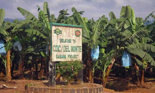 1709-11379-certains-sites-de-la-cdc-fleuron-de-l-economie-camerounaise-sont-devenus-des-camps-de-base-pour-des-assaillants-armes_L