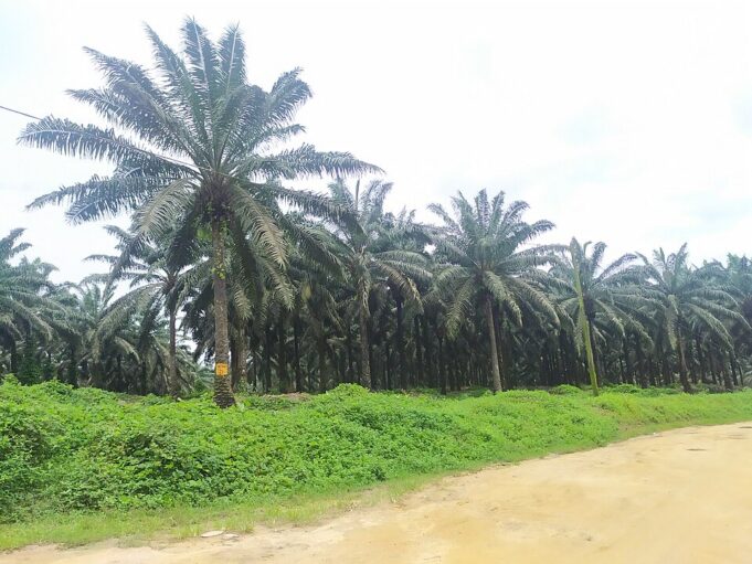 Plantation_Socapalm_à_Souza
