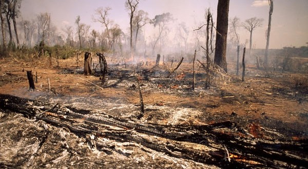 deforestation-huile-palme-600x330-1