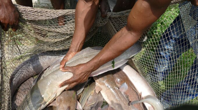 poissons